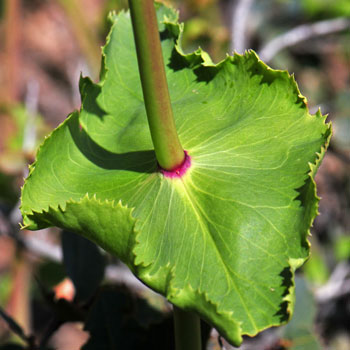Desert Penstemon as green fused (connate) leaves with serrated leaf margins. Penstemon pseudospectabilis Desert Penstemon as green fused (connate) leaves with serrated leaf margins. Penstemon pseudospectabilis